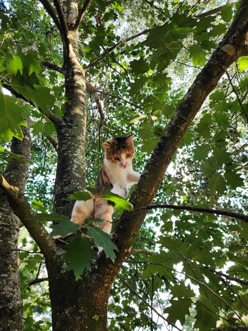 Nourriture pour chats